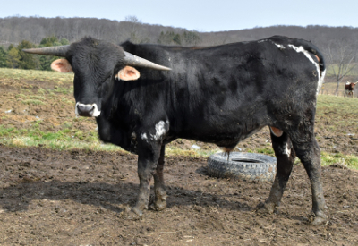 bellebull17.jpg