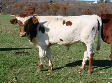 gracetuffetbull1.jpg