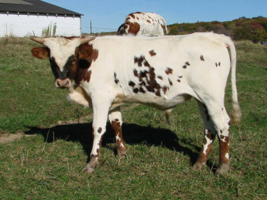 gracetuffetbull3.jpg
